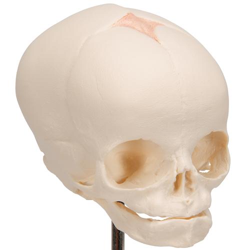 Foetal Skull Model, Natural Cast, 30th week of Pregnancy, on Stand, 1000058 [A26], Human Skull Models