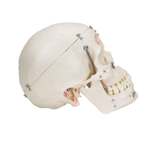 Deluxe Human Demonstration Dental Skull Model, 10 part, 1000059 [A27], Human Skull Models