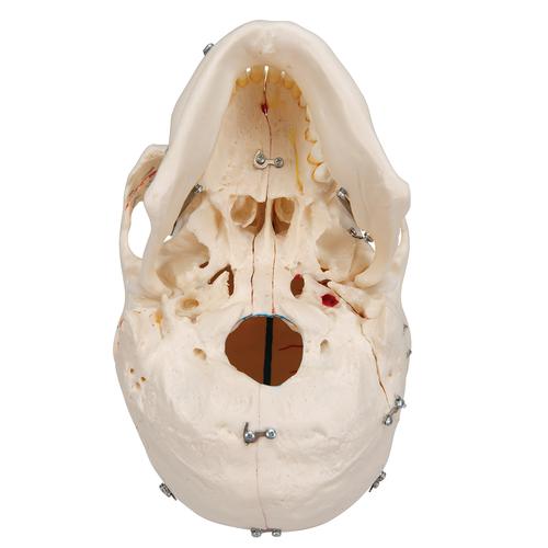 Deluxe Human Demonstration Dental Skull Model, 10 part, 1000059 [A27], Human Skull Models