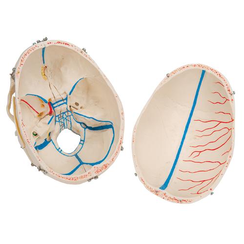 Deluxe Human Demonstration Dental Skull Model, 10 part, 1000059 [A27], Human Skull Models