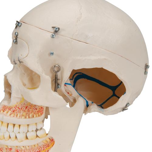 Crâne de démonstration de luxe, en 10 parties, 1000059 [A27], Modèles de moulage de crânes humains