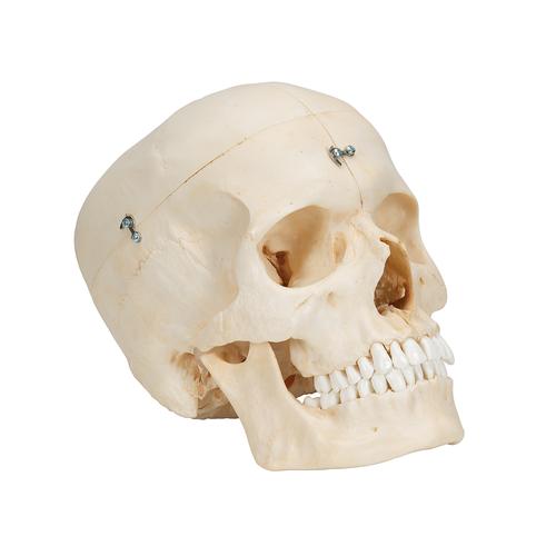 실제 뼈와 유사한 조직으로 제작한 두개골 모형, 6 파트 BONElike Human Bony Skull Model, 6 part, 1000062 [A281], 두개골 모형