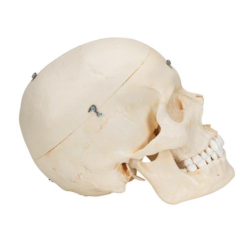 실제 뼈와 유사한 조직으로 제작한 두개골 모형, 6 파트 BONElike Human Bony Skull Model, 6 part, 1000062 [A281], 두개골 모형