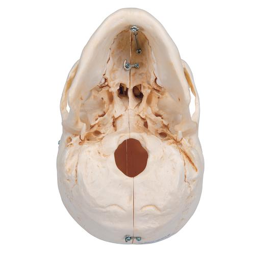 BONElike Human Bony Skull Model, 6 part, 1000062 [A281], Human Skull Models