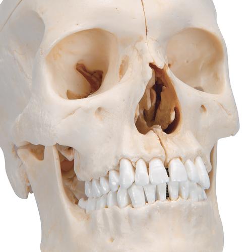 실제 뼈와 유사한 조직으로 제작한 두개골 모형, 6 파트 BONElike Human Bony Skull Model, 6 part, 1000062 [A281], 두개골 모형