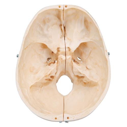 BONElike Human Bony Skull Model, 6 part, 1000062 [A281], Human Skull Models