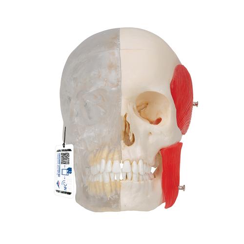 BONElike Human Skull Model, Half Transparent & Half Bony, 8 part, 1000063 [A282], Human Skull Models