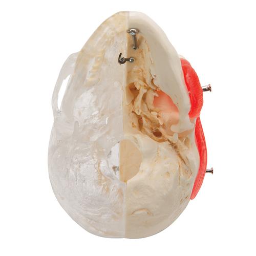 BONElike Human Skull Model, Half Transparent & Half Bony, 8 part, 1000063 [A282], Human Skull Models