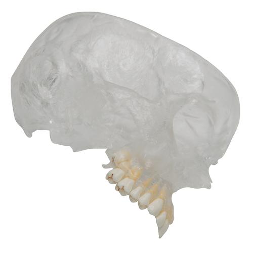 반쪽 투명, 반쪽 실제 뼈와 유사한 두개골 모형, 8파트 분리형 BONElike Human Skull Model, Half transparent and Half Bony, 8 part, 1000063 [A282], 두개골 모형