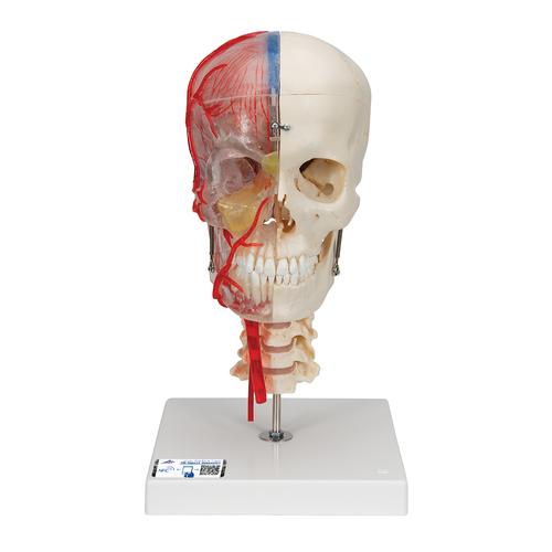 반쪽은 투명 반쪽은 실제 뼈와 유사한 두개골 모형 뇌와 척추뼈 포함  BONElike Human Skull Model, Half Transparent & Half Bony- Complete with  Brain and Vertebrae, 1000064 [A283], 인체 척추 모형