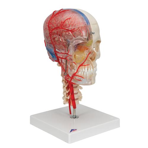 BONElike Human Skull Model, Half Transparent & Half Bony, Complete with Brain & Vertebrae, 1000064 [A283], Human Skull Models