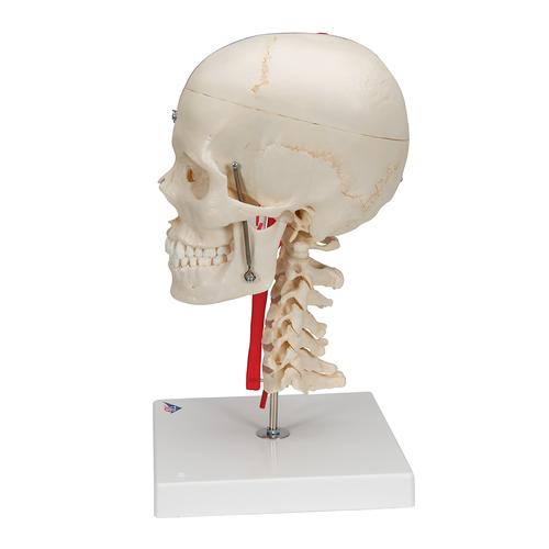 BONElike Human Skull Model, Half Transparent & Half Bony, Complete with Brain & Vertebrae, 1000064 [A283], Human Spine Models