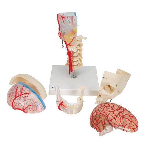 BONElike Human Skull Model, Half Transparent & Half Bony, Complete with Brain & Vertebrae, 1000064 [A283], Human Spine Models