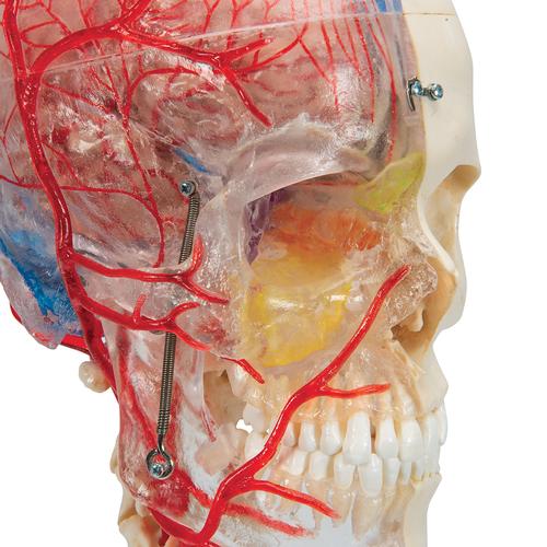 BONElike Human Skull Model, Half Transparent & Half Bony, Complete with Brain & Vertebrae, 1000064 [A283], Vertebra Models