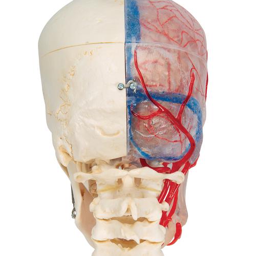 BONElike Human Skull Model, Half Transparent & Half Bony, Complete with Brain & Vertebrae, 1000064 [A283], Vertebra Models