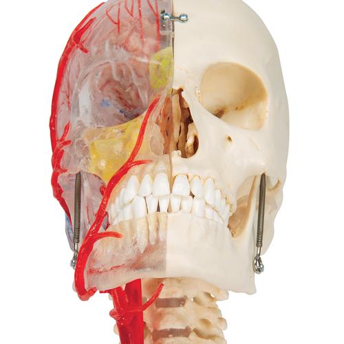 BONElike Human Skull Model, Half Transparent & Half Bony, Complete with Brain & Vertebrae, 1000064 [A283], Human Skull Models