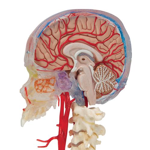 BONElike Human Skull Model, Half Transparent & Half Bony, Complete with Brain & Vertebrae, 1000064 [A283], Human Spine Models