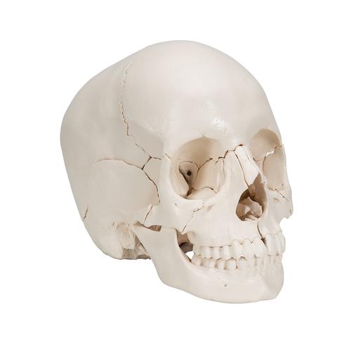 Beauchene Adult Human Skull Model, Bone Colored Version, 22 part, 1000068 [A290], Human Skull Models