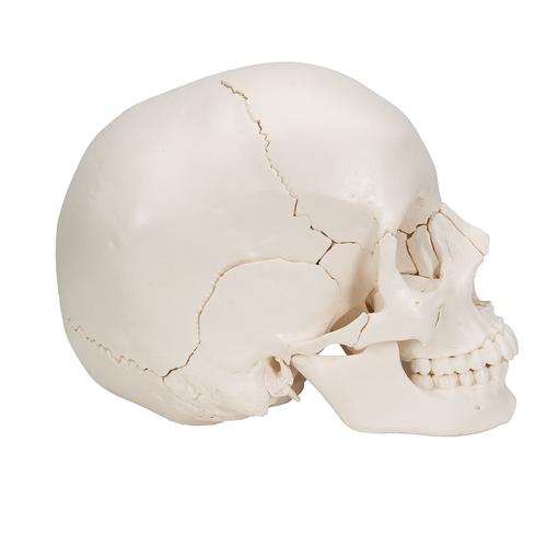 Beauchene Adult Human Skull Model, Bone Colored Version, 22 part, 1000068 [A290], Human Skull Models