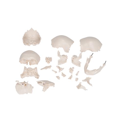 보쉥 (Beauchene) 성인 두개골모형 - 실제 뼈 색상, 22파트 분리형 Beauchene Adult Human Skull Model - Bone Colored Version, 22 part, 1000068 [A290], 두개골 모형