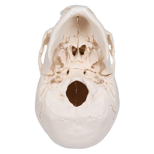 3B Scientific® Steckschädel Modell, in 22 Knochen zerlegbar, 1000068 [A290], Schädelmodelle