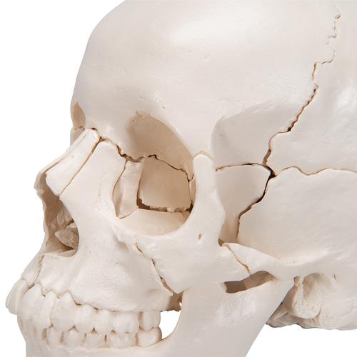 Beauchene Adult Human Skull Model, Bone Colored Version, 22 part, 1000068 [A290], Human Skull Models