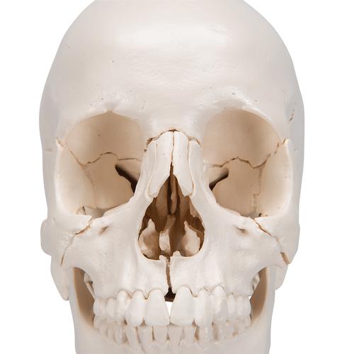 Beauchene Adult Human Skull Model, Bone Colored Version, 22 part, 1000068 [A290], Human Skull Models