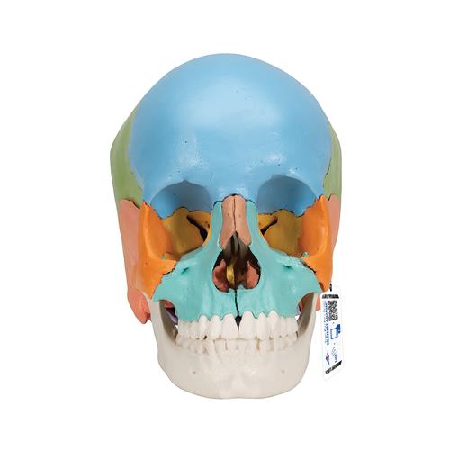 Crâne articulé 3B Scientific® - 22 pièces - version didactique en couleurs, 1023540 [A291], Modèles de moulage de crânes humains