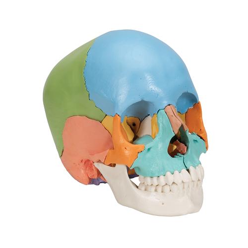 Crâne articulé 3B Scientific® - 22 pièces - version didactique en couleurs, 1023540 [A291], Modèles de moulage de crânes humains