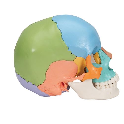 Crâne articulé 3B Scientific® - 22 pièces - version didactique en couleurs, 1023540 [A291], Modèles de moulage de crânes humains