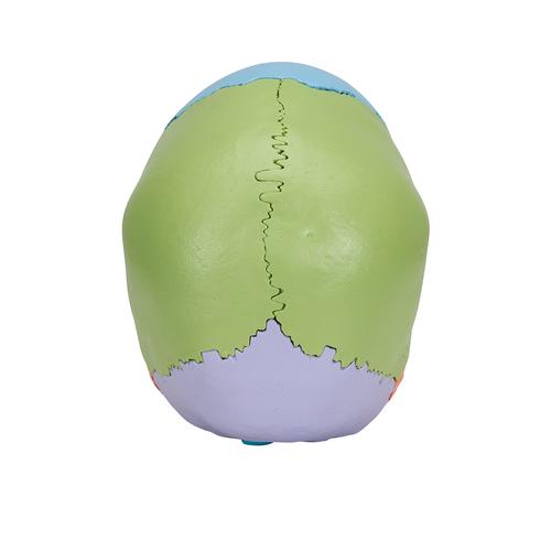 3B Scientific® Steckschädel Modell, didaktische Farben, in 22 Knochen zerlegbar, 1023540 [A291], Schädelmodelle