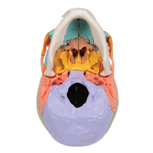 3B Scientific® Steckschädel Modell, didaktische Farben, in 22 Knochen zerlegbar, 1023540 [A291], Schädelmodelle