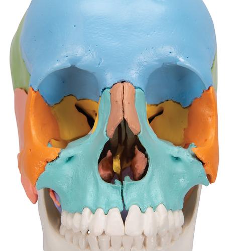 Crâne articulé 3B Scientific® - 22 pièces - version didactique en couleurs, 1023540 [A291], Modèles de moulage de crânes humains