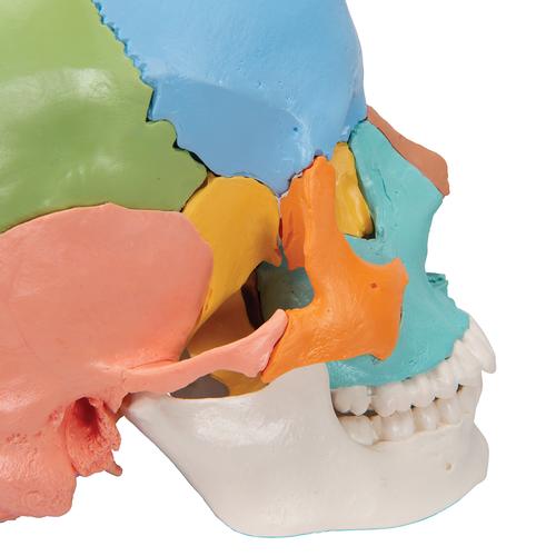 Crâne articulé 3B Scientific® - 22 pièces - version didactique en couleurs, 1023540 [A291], Modèles de moulage de crânes humains