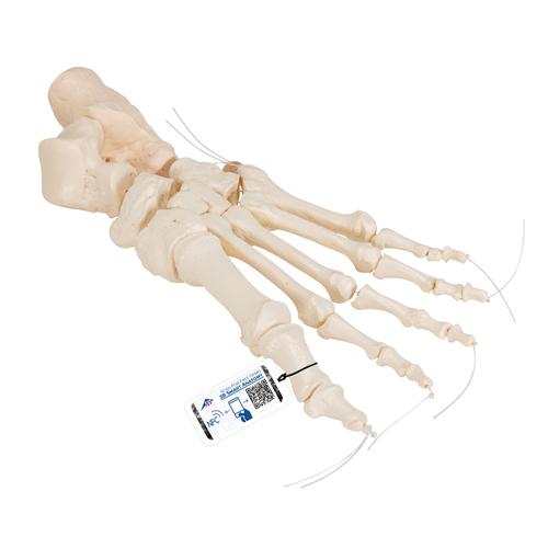 İnsan Ayak Iskeleti, Naylon İp Üzerine Gevşek İpli - 3B Akıllı Anatomi, 1019356 [A30/2], Ayak ve bacak iskelet modelleri