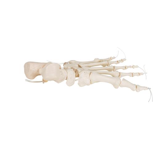 İnsan Ayak Iskeleti, Naylon İp Üzerine Gevşek İpli - 3B Akıllı Anatomi, 1019356 [A30/2], Ayak ve bacak iskelet modelleri