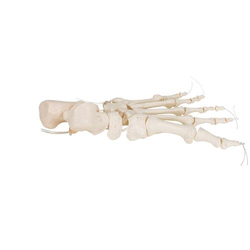 느슨한 발골격 Human Foot Skeleton, Loosely Threaded on Nylon String, 1019356 [A30/2], 다리 및 발 골격 모형