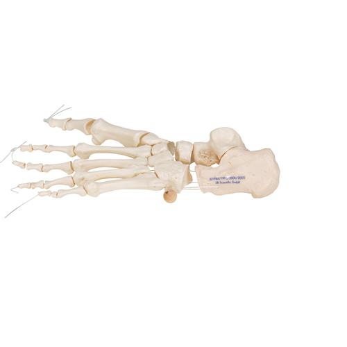 느슨한 발골격 Human Foot Skeleton, Loosely Threaded on Nylon String, 1019356 [A30/2], 다리 및 발 골격 모형