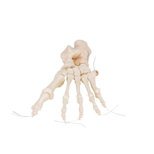 Human Foot Skeleton, Loosely Threaded on Nylon String, 1019356 [A30/2], Leg and Foot Skeleton Models