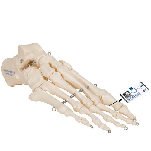 Human Foot Skeleton, Wire Mounted, 1019355 [A30], Leg and Foot Skeleton Models