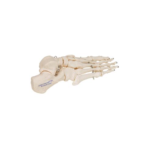 Human Foot Skeleton, Wire Mounted, 1019355 [A30], Leg and Foot Skeleton Models