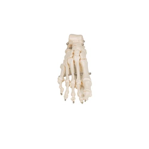 Human Foot Skeleton, Wire Mounted, 1019355 [A30], Leg and Foot Skeleton Models