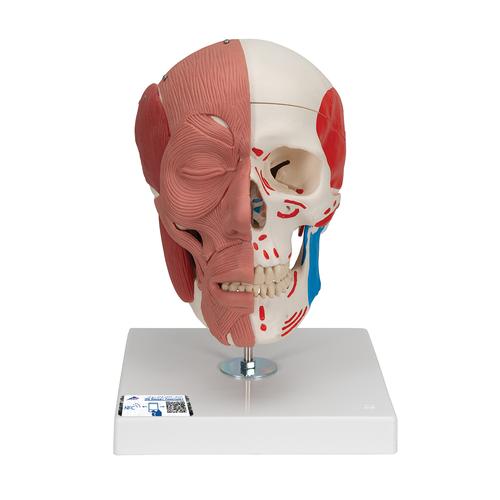 안면 얼굴근육 포함 두개골모형 Human Skull with Facial Muscles, 1020181 [A300], 머리 모형