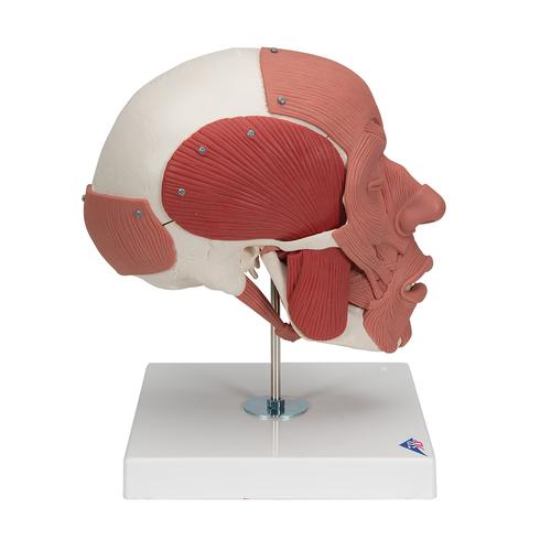 Human Skull with Facial Muscles, 1020181 [A300], Human Skull Models