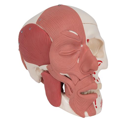 안면 얼굴근육 포함 두개골모형 Human Skull with Facial Muscles, 1020181 [A300], 머리 모형