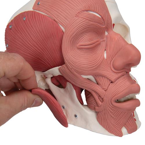 Human Skull with Facial Muscles, 1020181 [A300], Muscle Models