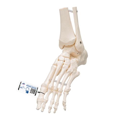 Foot & Ankle Skeleton, Elastic Mounted, 1019358 [A31/1], Leg and Foot Skeleton Models