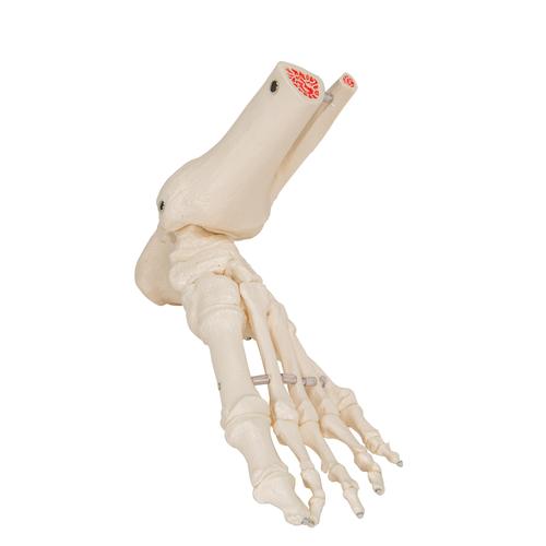 Foot & Ankle Skeleton, Elastic Mounted, 1019358 [A31/1], Leg and Foot Skeleton Models