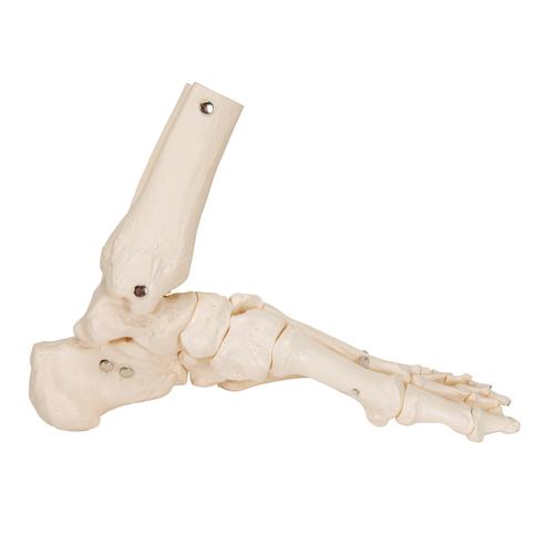 Esqueleto del pie con partes de tibia y fibula articulado flexiblemente, 1019358 [A31/1], Modelos de esqueleto de Pierna y Pie