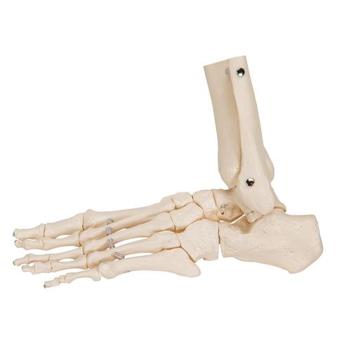 Esqueleto del pie con partes de tibia y fibula articulado flexiblemente, 1019358 [A31/1], Modelos de esqueleto de Pierna y Pie